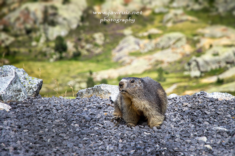 marmota-alpina