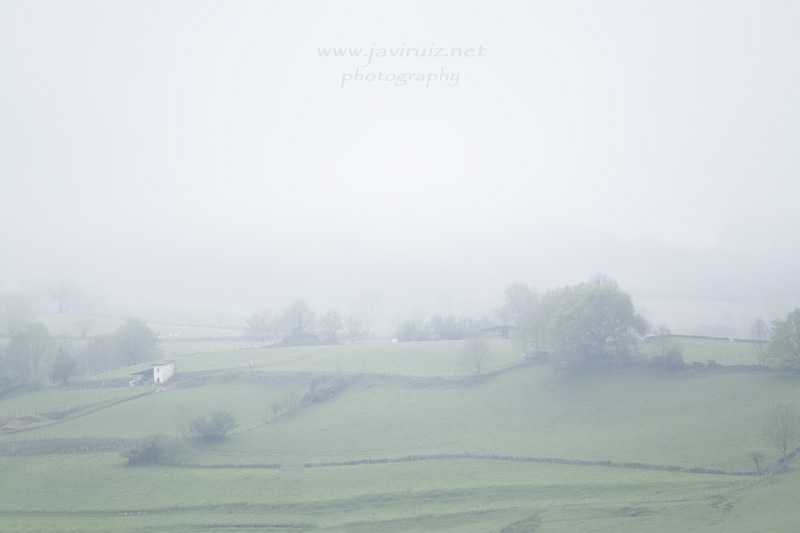 foggy_morning